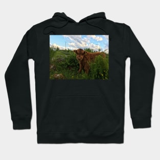 Scottish Highland Cattle Calf 1773 Hoodie